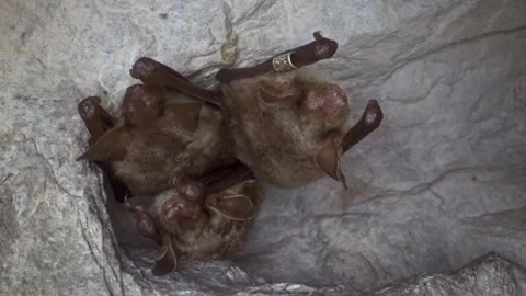 Greater mouse-eared bat group yawning and cleaning by licking after hibernation Stock Footage 321375944