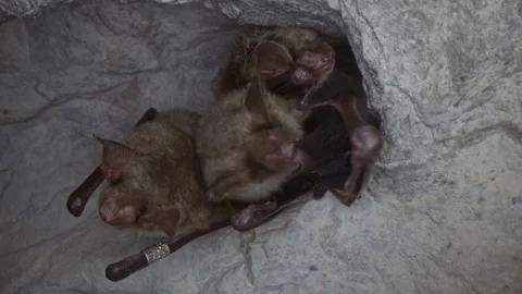 Greater mouse-eared bat in group waking up and cleaning wing by licking Stock Footage 321379495