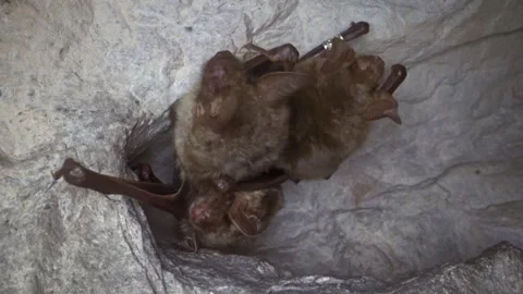 Greater mouse-eared bat in group cleaning their paw by licking to combing hair Stock Footage 321379757