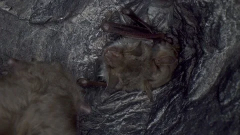 Greater mouse-eared bat in group looking around tired yawning after hibernating Stock Footage 321555930