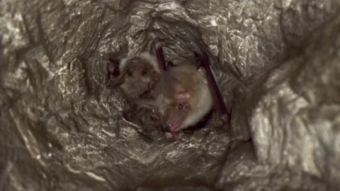 Greater mouse-eared bat in group looking around just after hibernating in cave Stock Footage 321560861