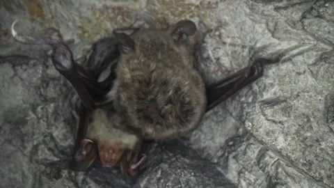 Greater mouse-eared bat in group yawning cleaning by licking after hibernation Stock Footage 321562131