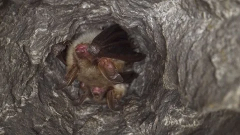 Greater mouse-eared bat in group sleeping badly with nightmare and waking Stock Footage 322095519