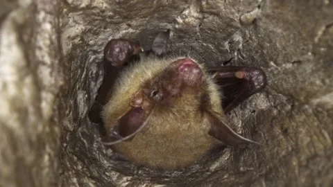 Greater mouse-eared bat hanging upside down in cave falling asleep to hibernate Stock Footage 317850730
