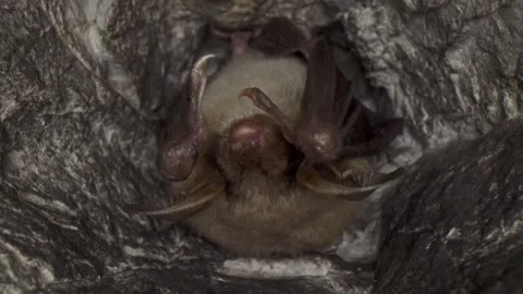 Greater mouse-eared bat hanging upside down falling asleep to hibernate Stock Footage 322060707