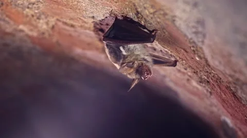 Greater mouse-eared bat looking around sleepy yawning just after hibernation Stock Footage 322171186