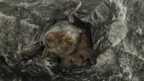 Greater mouse-eared bat pair M. myotis hanging upside down and falling asleep Stock Footage 256947951