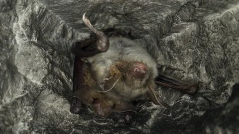 Greater mouse-eared bat pair M. myotis hanging upside down and falling asleep Stock Footage 256952668