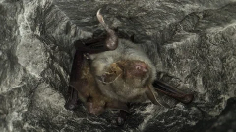 Greater mouse-eared bat pair M. myotis hanging upside down and waking up Stock Footage 257048465