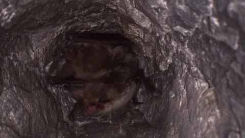Greater mouse-eared bat pair hanging in mine romping together after hibernating Stock Footage 316945749