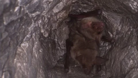 Greater mouse-eared bat pair looking around romping together after hibernating Stock Footage 316949911