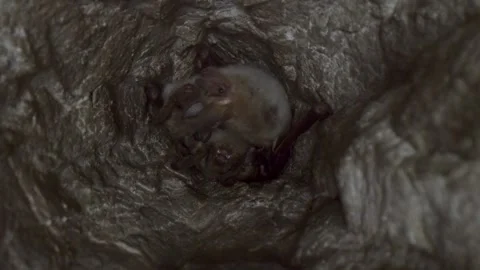 Greater mouse-eared bat pair (Myotis myotis) in hole of mine romping together Stock Footage 317018208