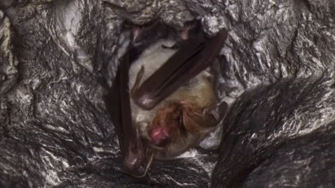 Greater mouse-eared bat sleeping badly with nightmare during hibernation Stock Footage 317443426