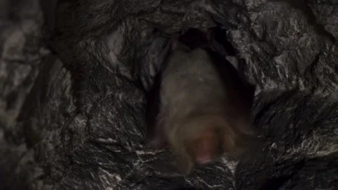 Greater mouse-eared bat upside down waking up and yawning after hibernation Stock Footage 316949429