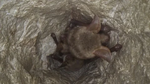 Greater mouse-eared bat upside down in mine looking around after hibernating Stock Footage 317018520