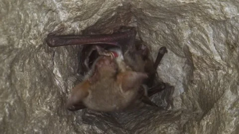 Greater mouse-eared bat upside down waking up and yawning after hibernation Stock Footage 317018601