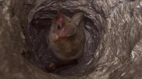 Greater mouse-eared bat upside down in cave falling asleep to hibernate Stock Footage 318151720