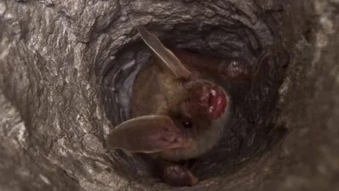 Greater mouse-eared bat upside down in mine looking around after hibernation Stock Footage 318191975