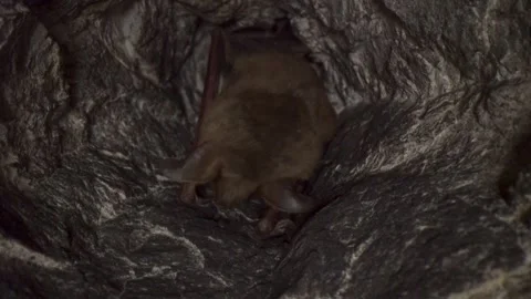 Greater mouse-eared bat upside down sleeping badly with nightmare and waking Stock Footage 322062271
