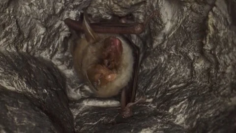 Greater mouse-eared bat upside down sleeping badly with nightmare and waking Stock Footage 322075844