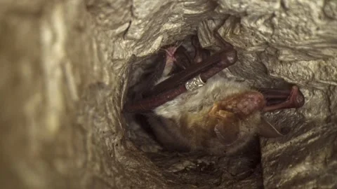 Greater mouse-eared bat upside down sleeping badly with nightmare and waking Stock Footage 322077984