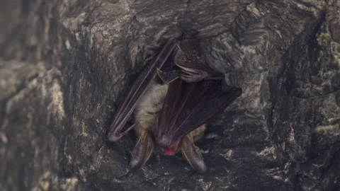Greater mouse-eared bat waking up and cleaning wing by licking after hibernation Stock Footage 321379148