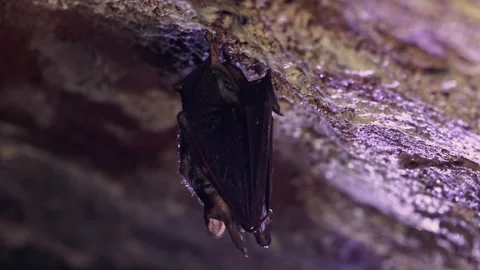 Greater mouse-eared bat waking up by shaking to warm up and looking around Stock Footage 321426296