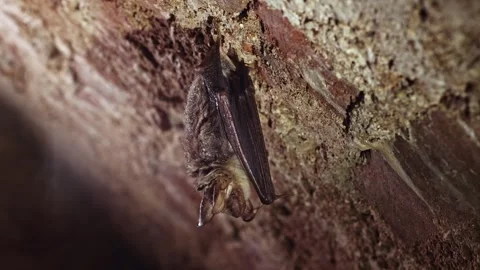 Greater mouse-eared bat waking up just after hibernation hangin on cave ceiling Stock Footage 322171271