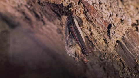 Greater mouse-eared bat waking up by shaking for warm up after hibernation Stock Footage 322172030