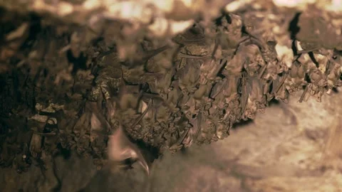 Greater mouse-tailed bat colony in a cave Video stock 139287735