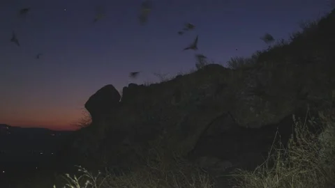 Greater mouse-tailed bat colony Flying out of the cave into the evening sky Stock Footage 139287934