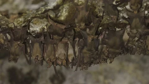 Greater mouse-tailed bat colony in a cave Video stock 139287939