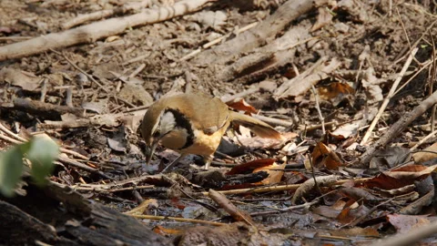 Greater Necklaced Laughing thrush drinking Stockbeeldmateriaal 268413228