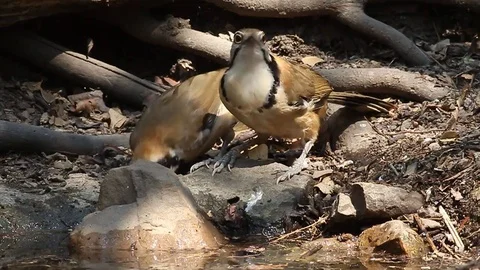 Greater-necklaced Laughingthrush drinking 스톡 동영상 70794369