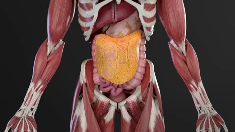 Greater omentum 4K Video stock 285579084