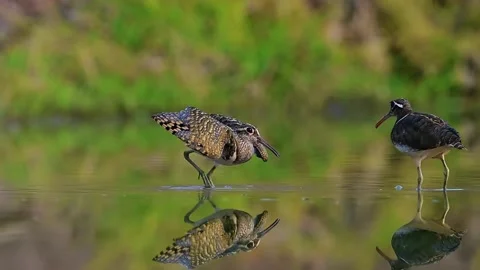 Greater Painted Snipe Pair Displaying Courtship Behavior in Shallow Water Stock-Footage 337110996