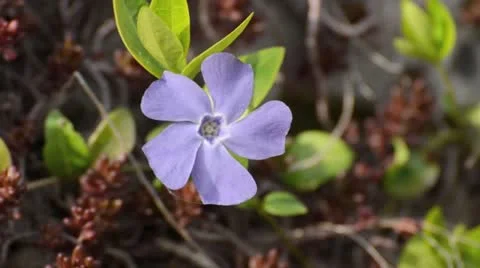 Greater periwinkle (Vinca major) Stock Footage 12677795