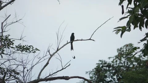 Greater Racket-tailed Drongo Bird Peached on Branch on Top of Tree Stock Footage 272946251
