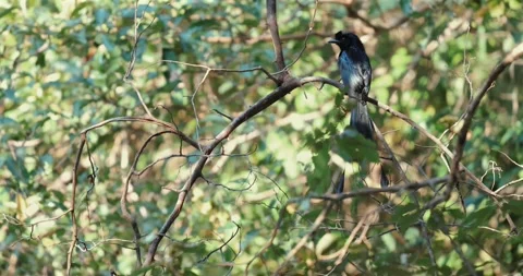 Greater racket-tailed drongo bird perched on branch in dense green Stock Footage 303820108