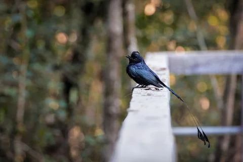 Greater racket-tailed drongo bird sitting on a wall. Stock Photos