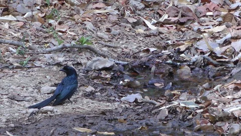 Greater Racket-tailed Drongo, Cambodia Stock Footage 88545820