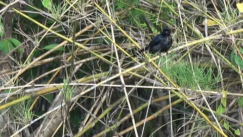 Greater Racket-tailed Drongo, Cambodia Stock Footage 121616329