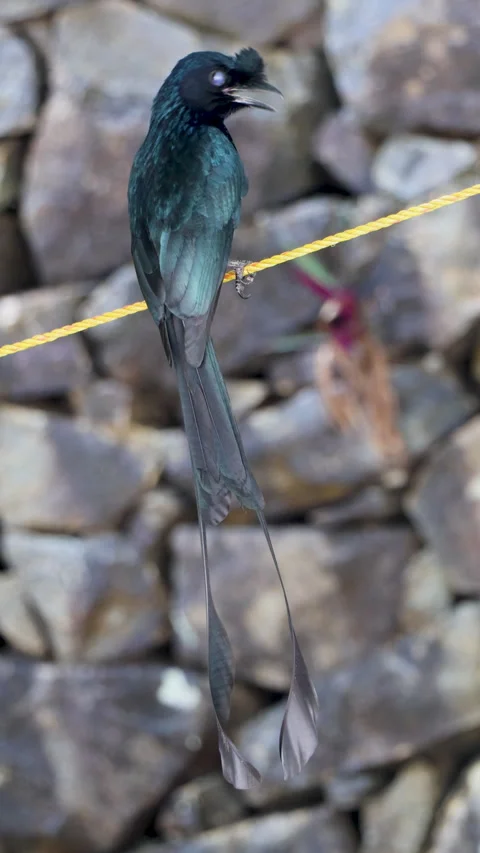 A Greater Racket-tailed Drongo (Dicrurus paradiseus) is seen from behind. Video stock 314169480