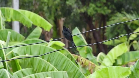 Greater Racket-Tailed Drongo (Dicrurus paradiseus) in Rain on Power Line Video stock 320092824