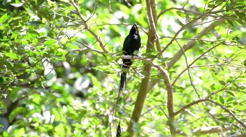 Greater racket-tailed drongo Video stock 44460187
