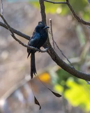 Greater racket-tailed drongo or Dicrurus paradiseus observed in Rongtong, Ind Stock Photos