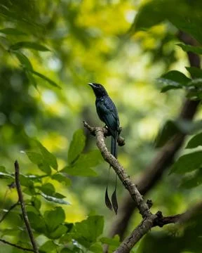 Greater racket-tailed drongo perched on a branch Stock Photos