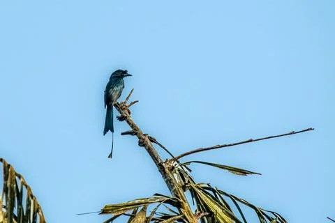 Greater Racket tailed Drongo perched on branch Fotos Stock