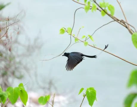 Greater racket-tailed drongo Stock Photos