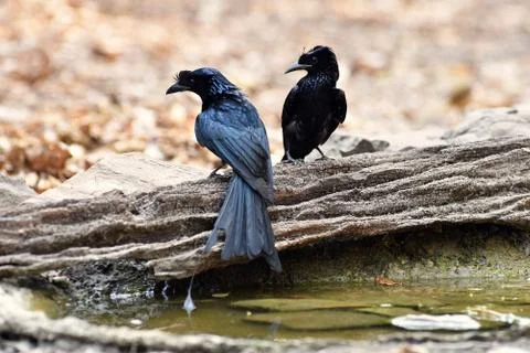 Greater Racket-tailed Drongo Stock Photos